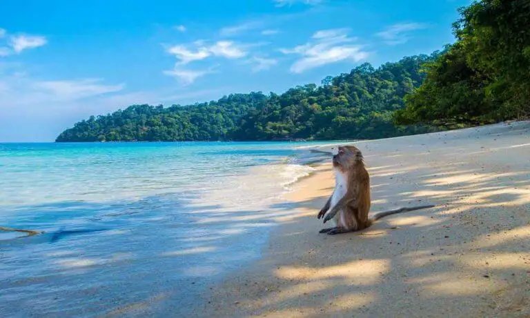 Best Time To Visit Phuket Thailand?
