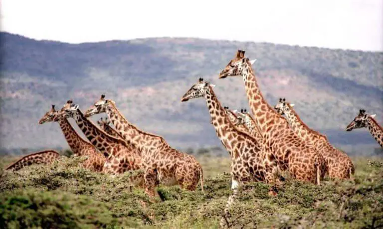 Best Safari Parks In South Africa