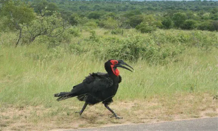 Best Safari Parks In South Africa