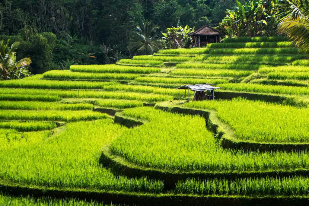 Best & Fun Things To Do In Bali