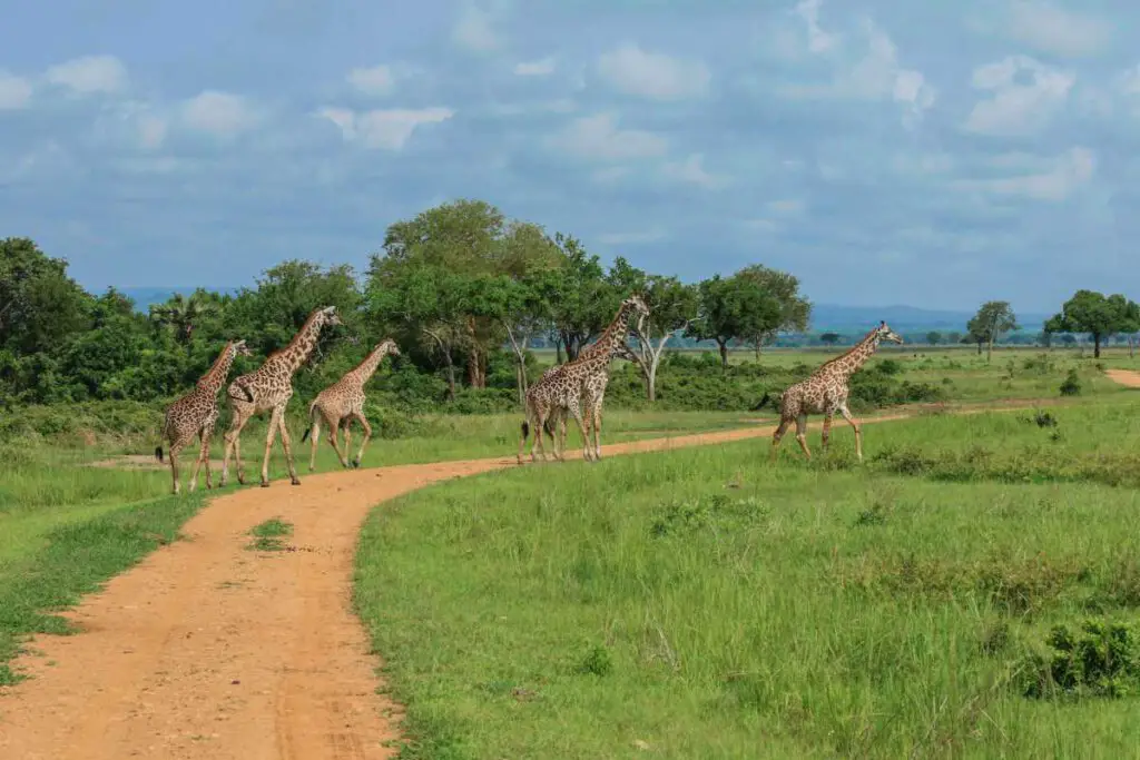 Best & Fun Things To Do In Tanzania