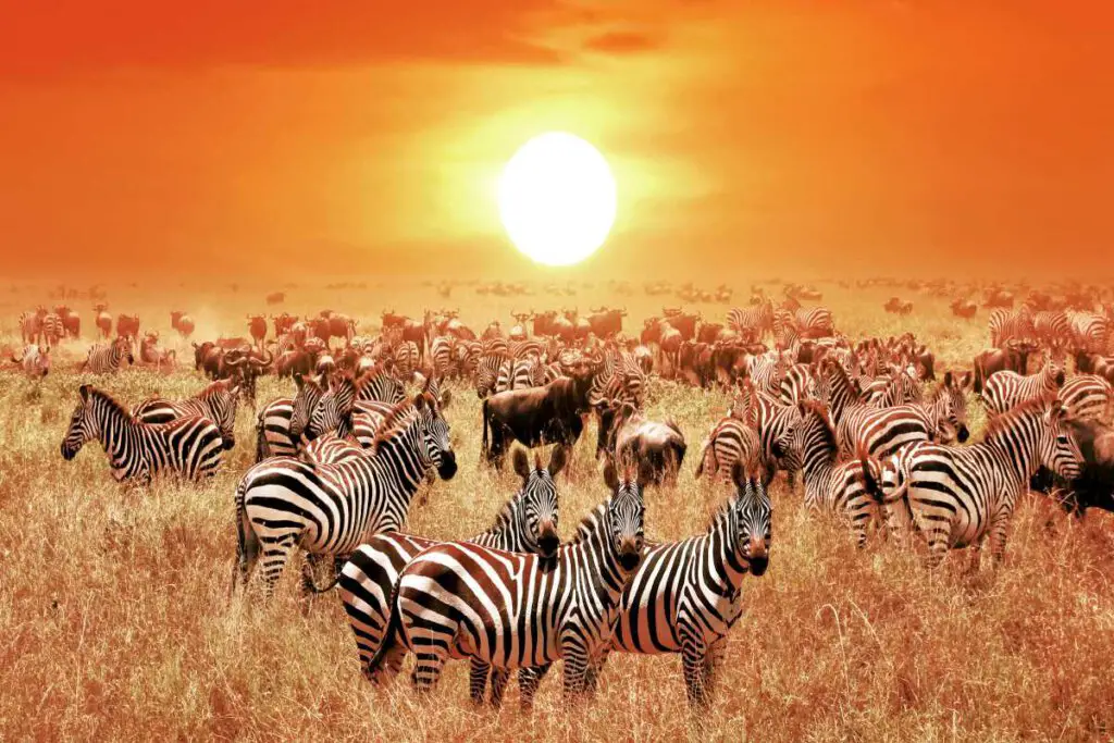 Best & Fun Things To Do In Tanzania