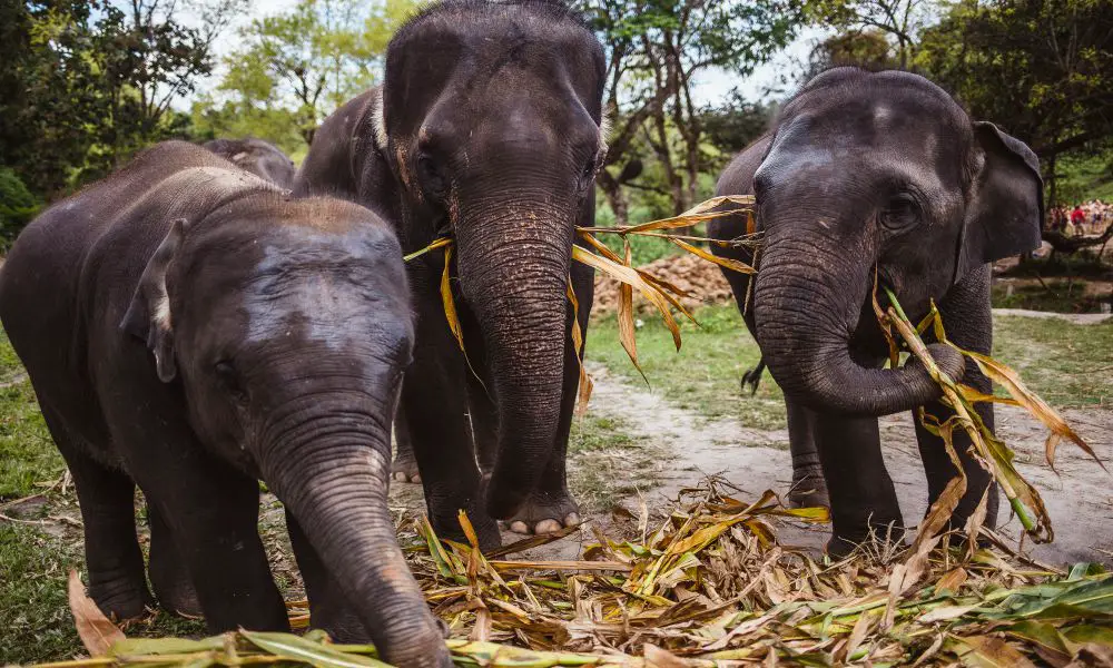 Best Ethical Elephant Sanctuaries in Thailand