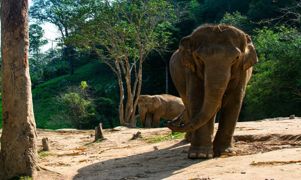 Best Ethical Elephant Sanctuaries in Thailand