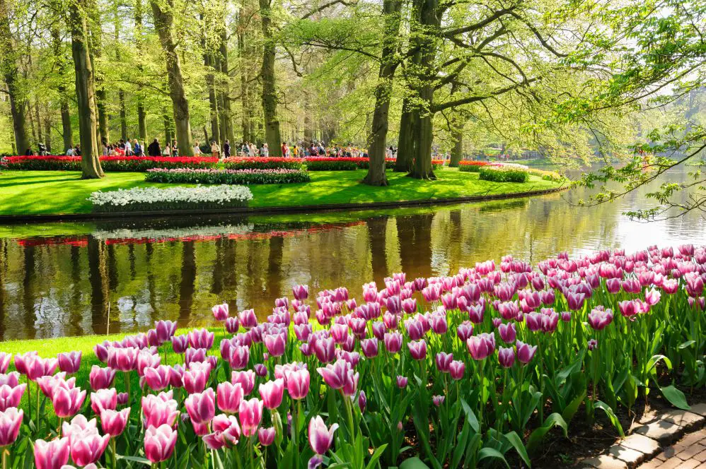 Keukenhof gardens, Netherlands