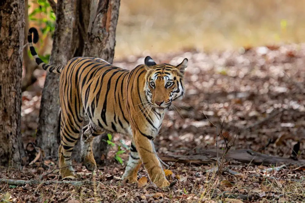 Observing Bandhavgarh National Park In India