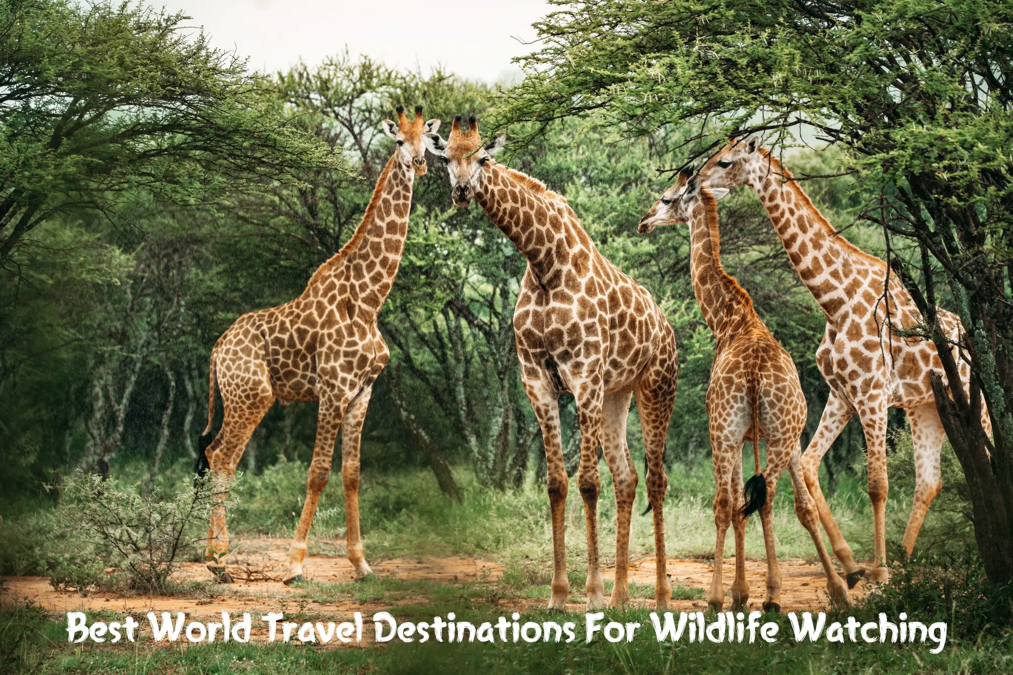Best World Travel Destinations For Wildlife Watching