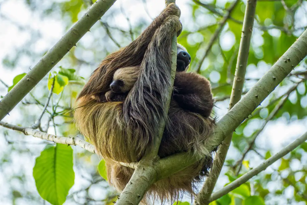 Admiring Corcovado National Park In Costa Rica