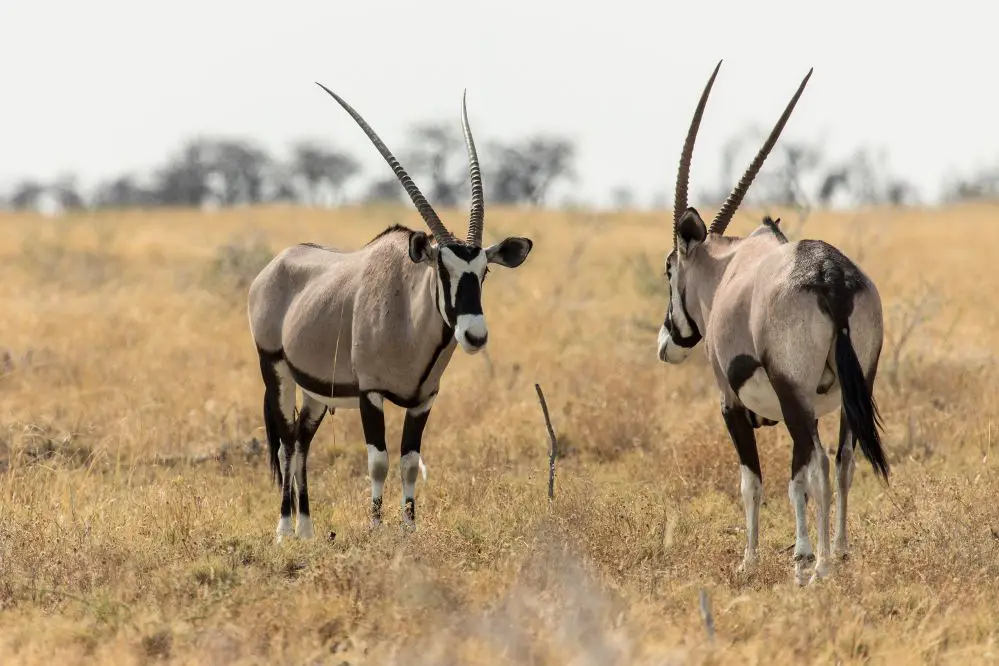 Experiencing Etosha National Park In Namibia