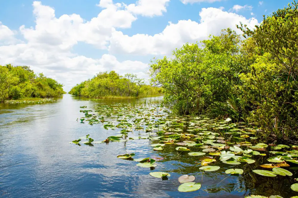 Exploring Everglades National Park In The USA