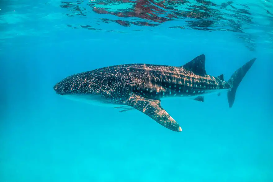 Go swimming with whale sharks