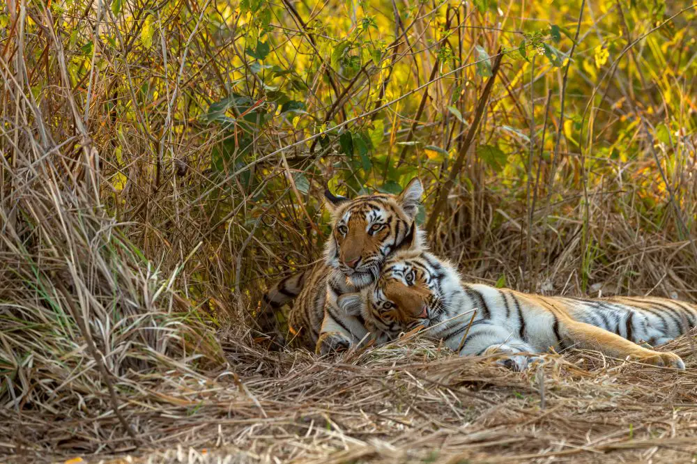 Encountering Jim Corbett National Park In India