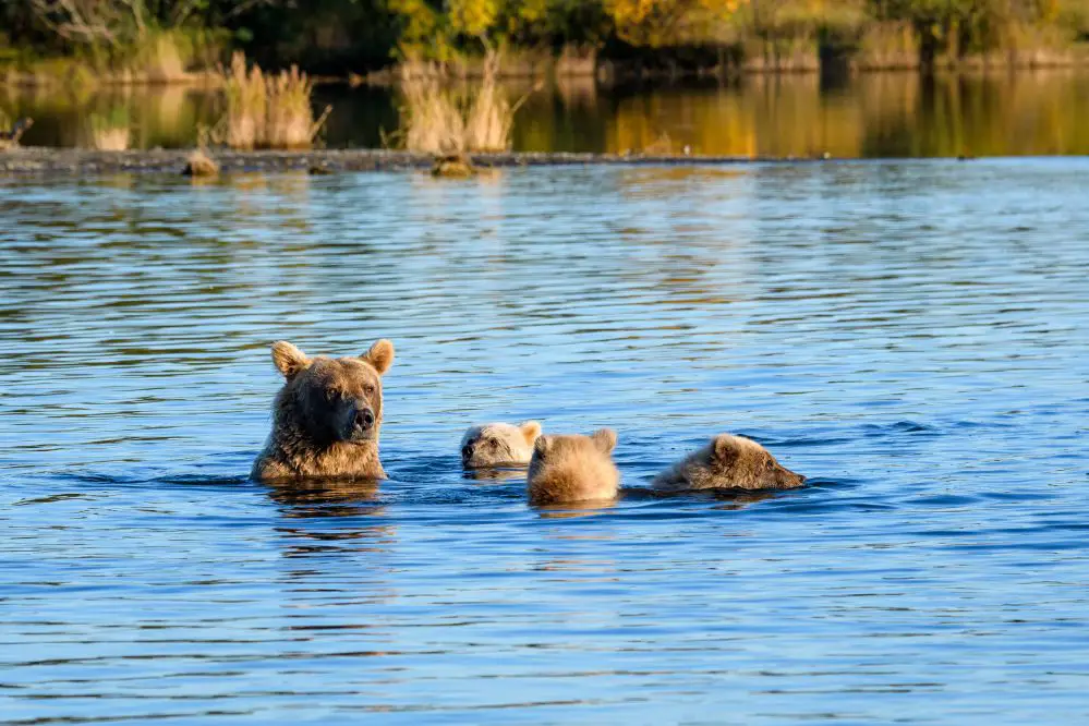 Discovering Katmai National Park In The USA