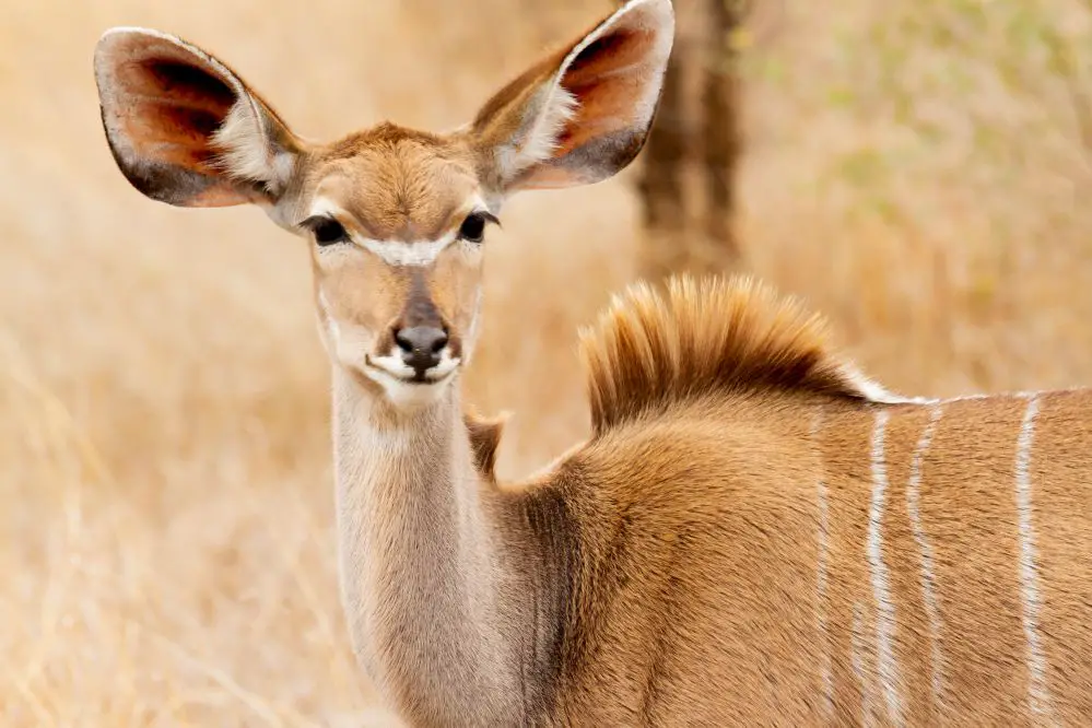 Encountering Kruger National Park In South Africa