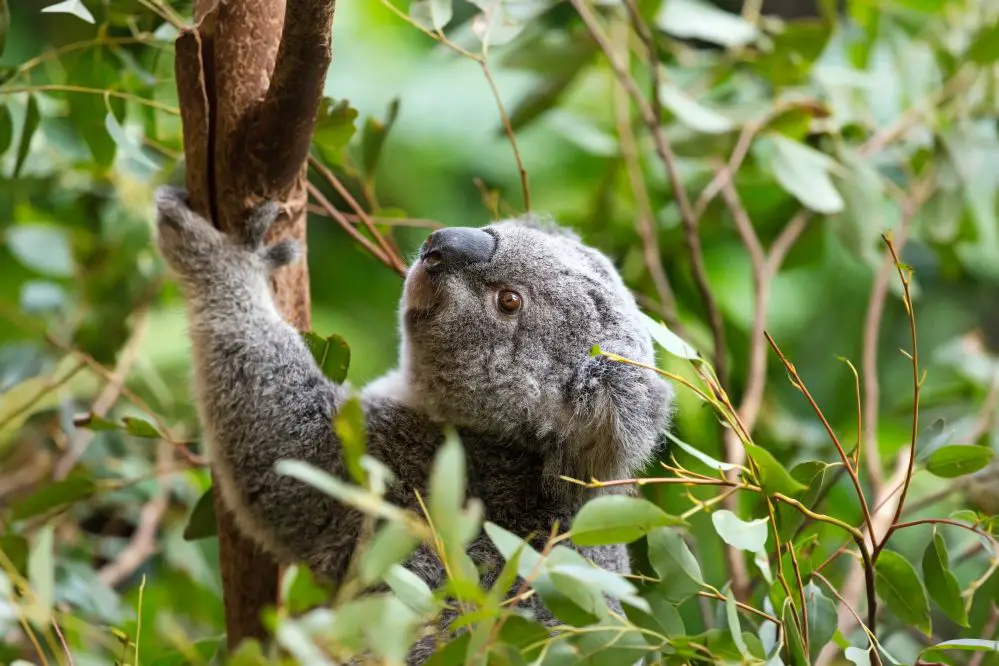 Exploring Lone Pine Sanctuary In Australia