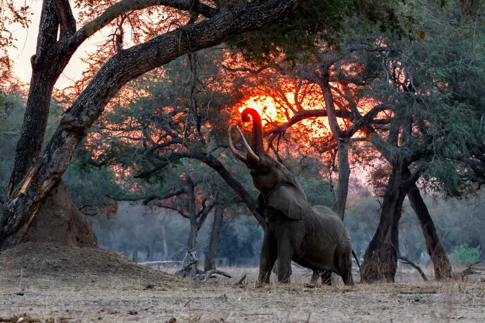 Discovering Mana Pools National Park In Zimbabwe