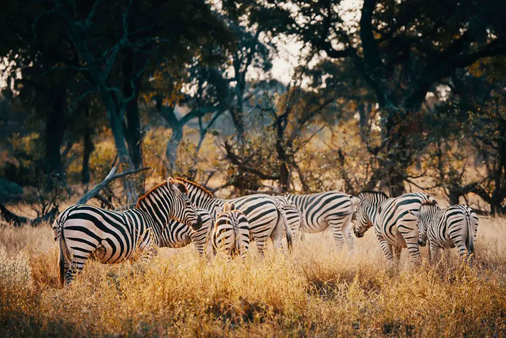 Exploring Okavango Delta In Botswana