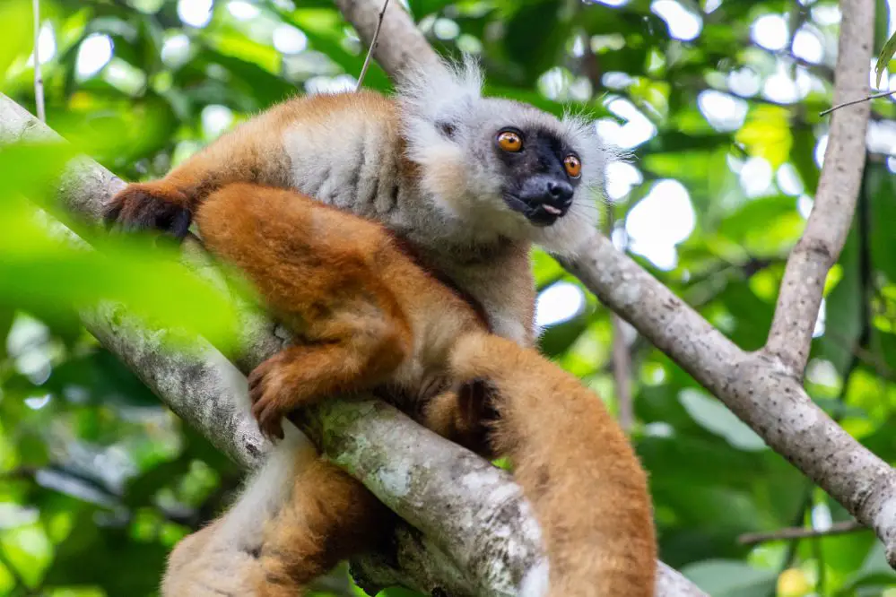Exploring Rainforests Of The Atsinanana In Madagascar