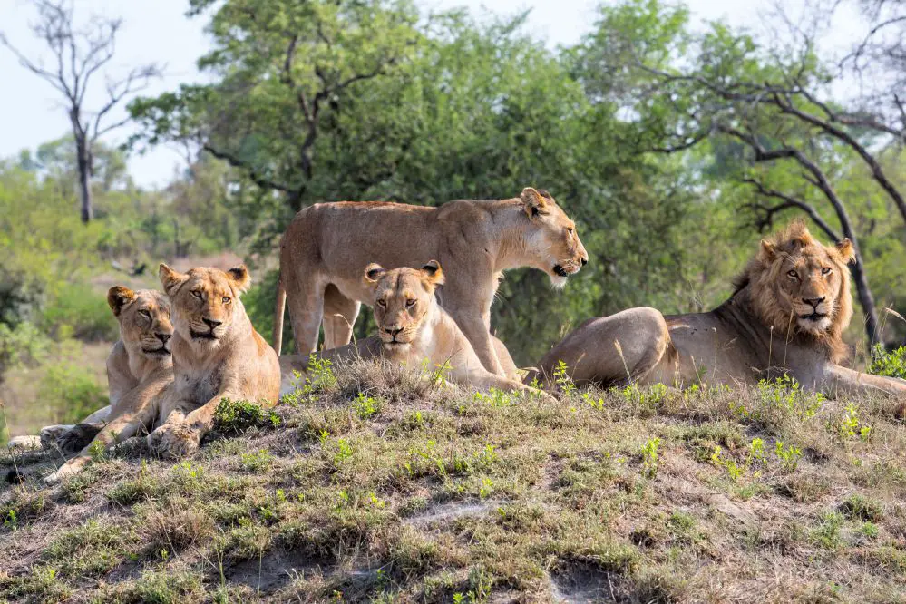 Visiting Sabi Sands Game Reserve In South Africa