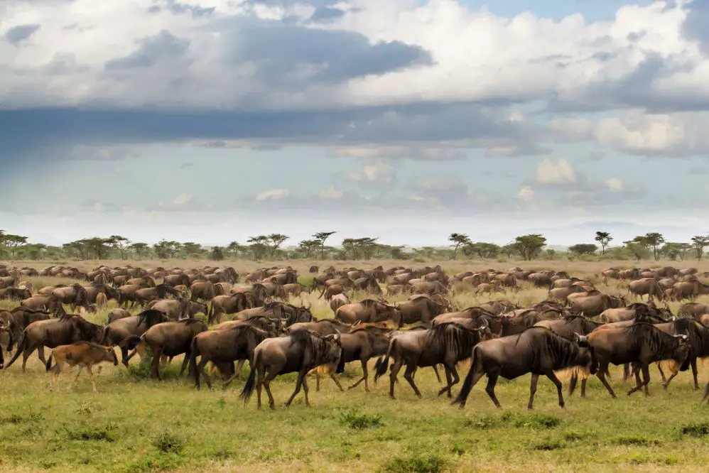 Seeing Serengeti National Park In Tanzania