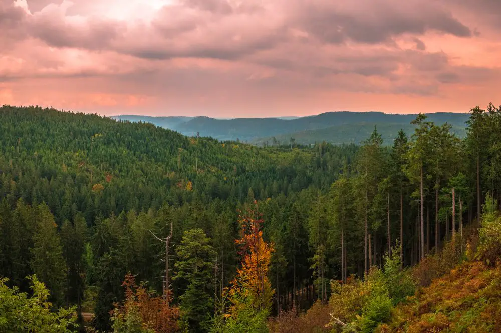 The Black Forest, Germany