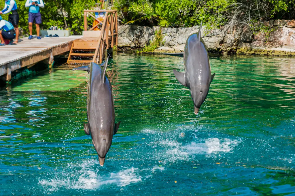 Visit the amazing Xel-Ha Park