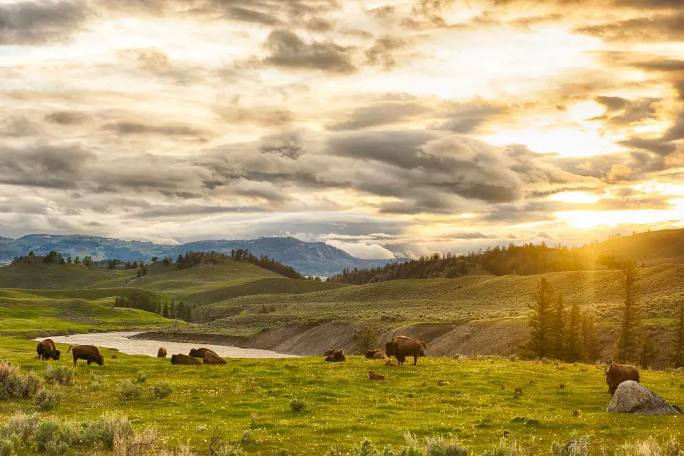 Visiting Yellowstone National Park In The USA